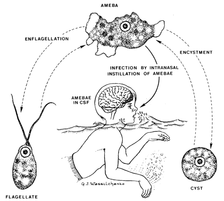 life-cycle_web