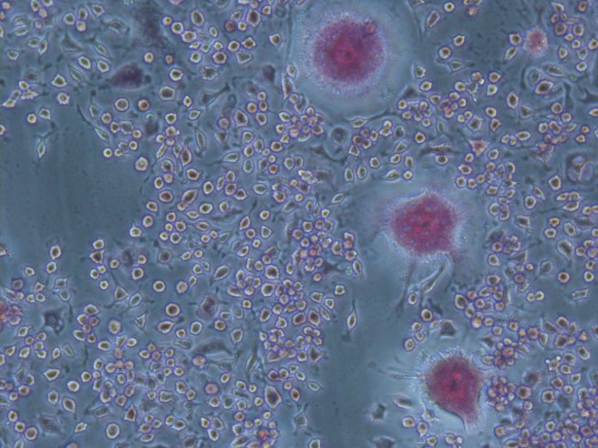 0.01uM+R+-Pb_TrapStn_SN (2)