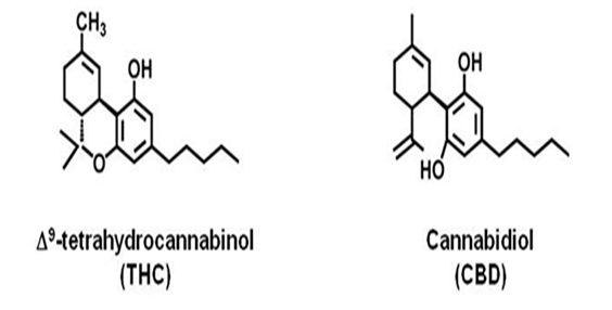 1318241492__image__thc-cbd-structure