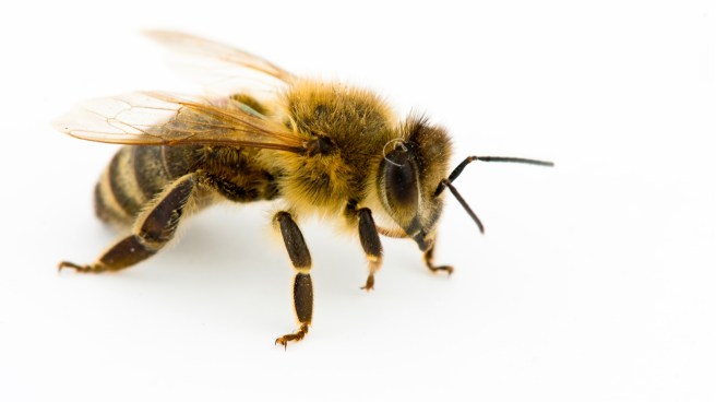 honeybee-whitebackground