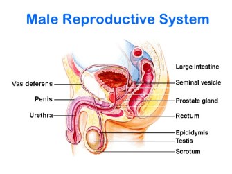 reproductive-system-3-728