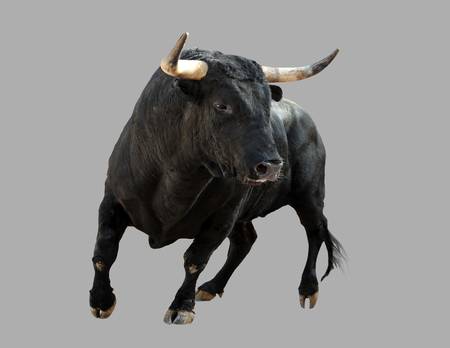 bull